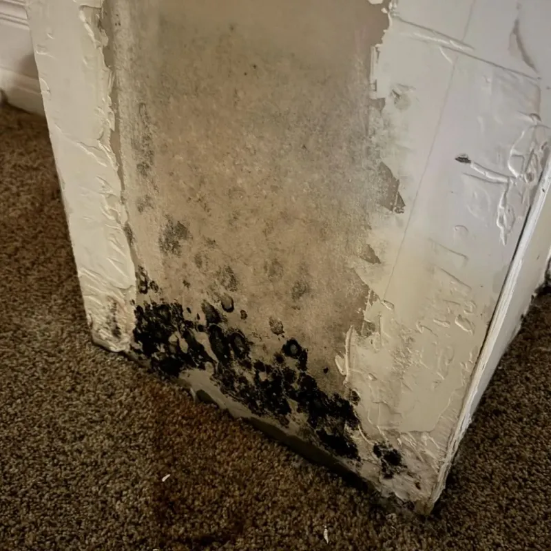 Professional Mold Removal in Clarendon, VT